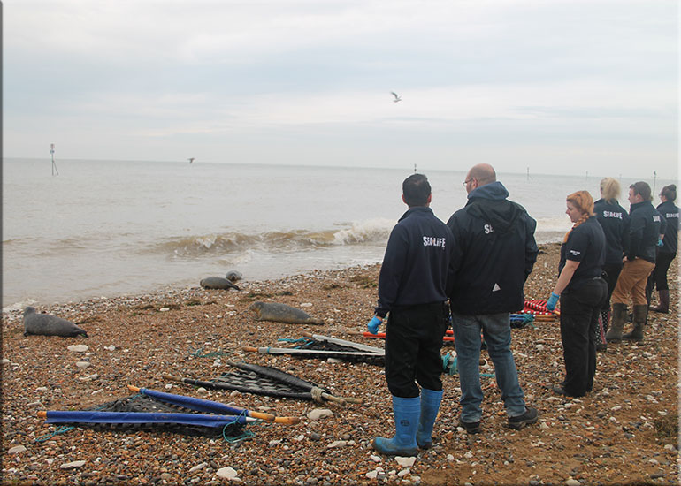 Seal Release 9th October 2017