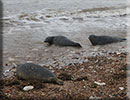 Seal Release - 9th October 2017