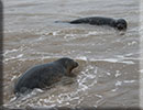 Seal Release - 9th October 2017