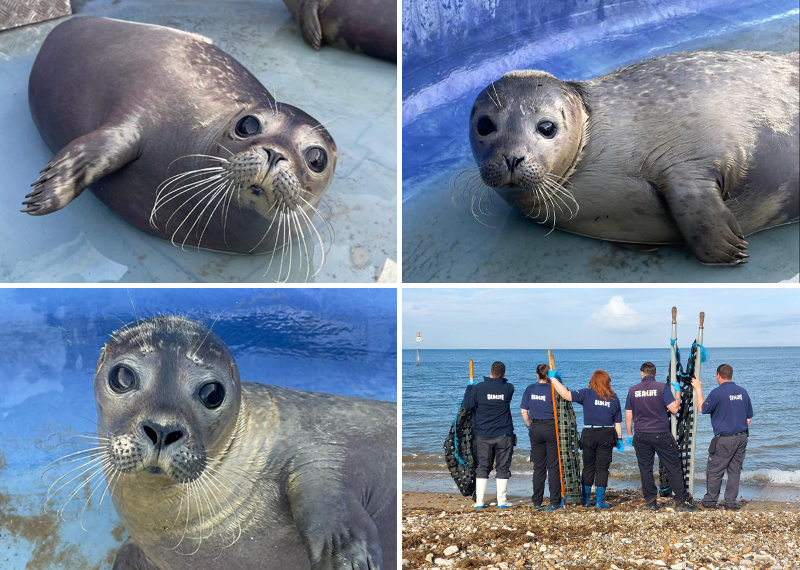 Seal Release