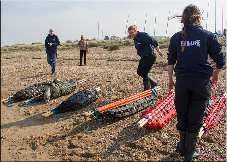 Seal Release - 11th April 2016