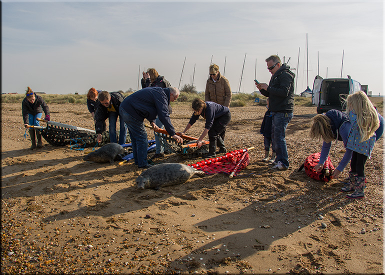 Seal Release - 11th April 2016