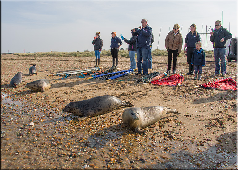 Seal Release - 11th April 2016
