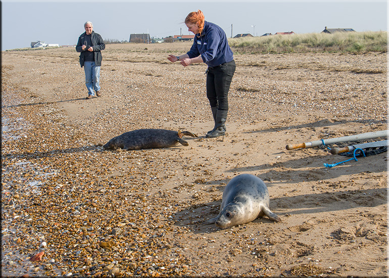 Seal Release - 11th April 2016