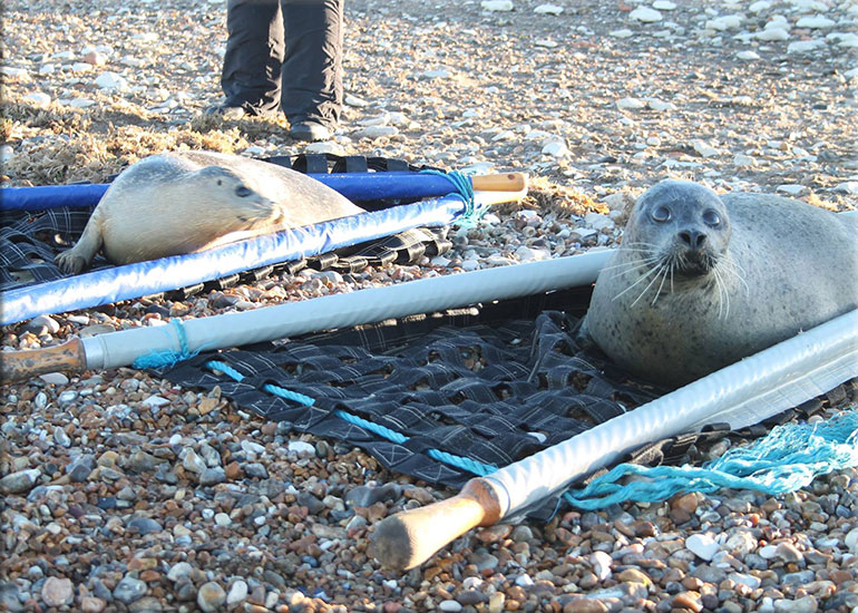 Anguilla and Narwhal were released back into the wild