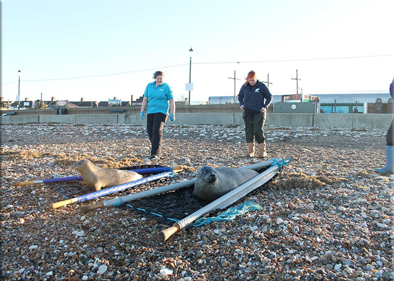 Anguilla and Narwhal were released back into the wild
