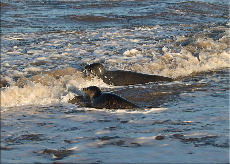 Anguilla and Narwhal were released back into the wild