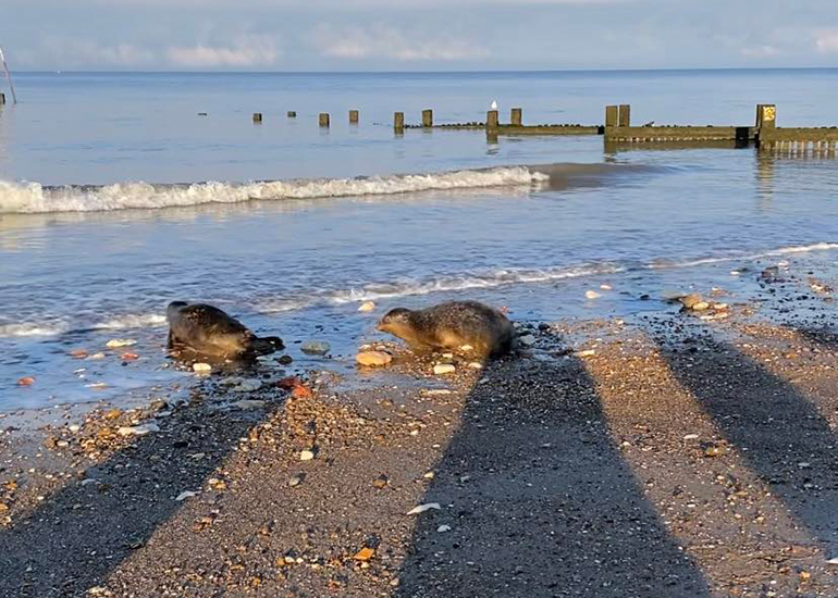 Seal Release - 12th December 2022