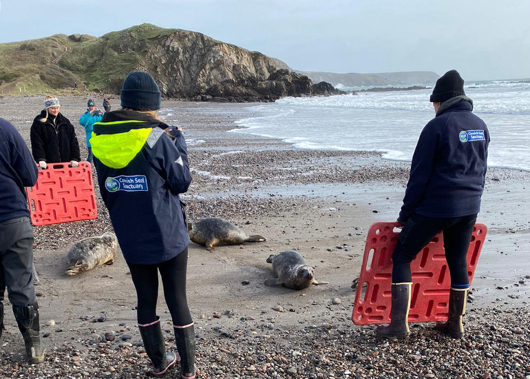 Seal Release - 13th January 2023 - Photo Credit - Lizzi Larbalestier - BDMLR