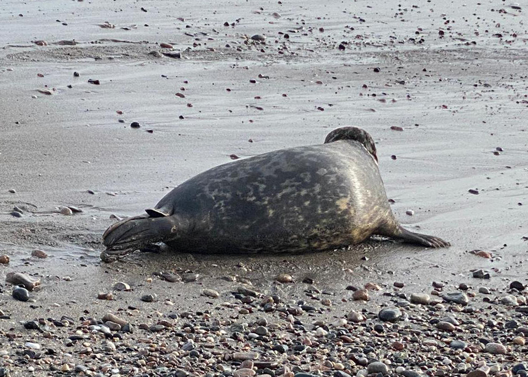 Seal Release - 13th January 2023 - Photo Credit - Lizzi Larbalestier - BDMLR