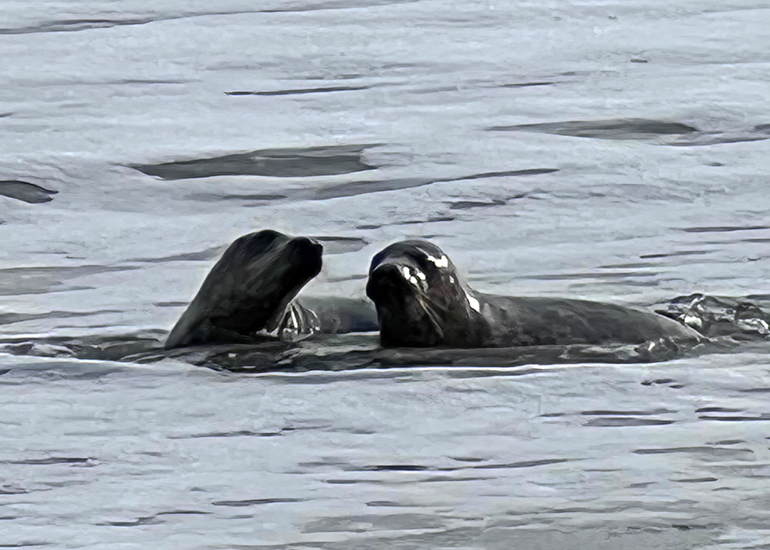 Seal Release - 13th January 2023 - Photo Credit - Lizzi Larbalestier - BDMLR