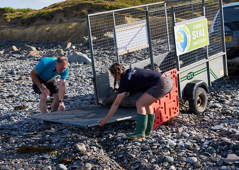 Seal Release of Caiman, Lobster, Mantis Shrimp, Fish and Flamingo on 13th June 2017