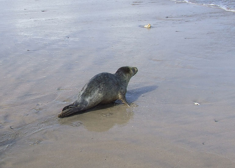 Seal Release - 16th May 2013