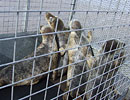 Seal Release - 16th May 2013