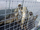 Seal Release - 16th May 2013