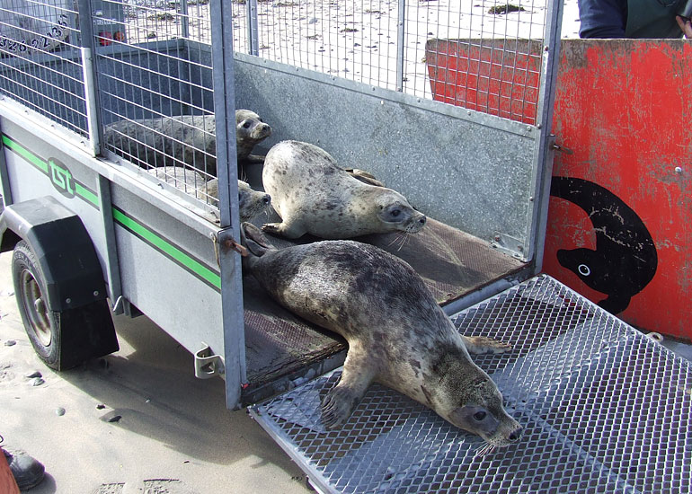 Seal Release - 16th May 2013