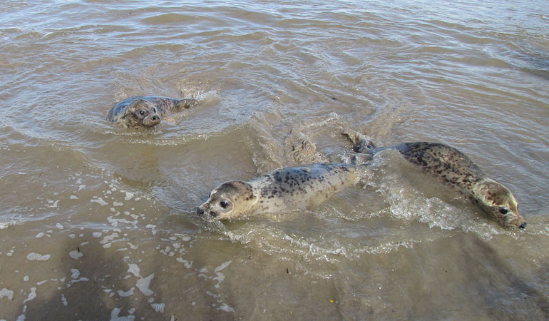 Seal Release - 16th May 2013