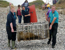 Seal Release - 18th June 2013