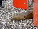 Seal Release - 18th June 2013