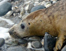 Seal Release - 18th June 2013