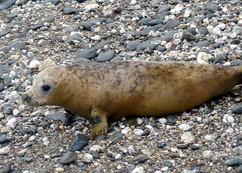Seal Release - 18th June 2013