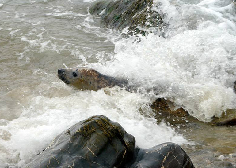 Seal Release - 18th June 2013