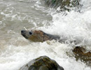 Seal Release - 18th June 2013