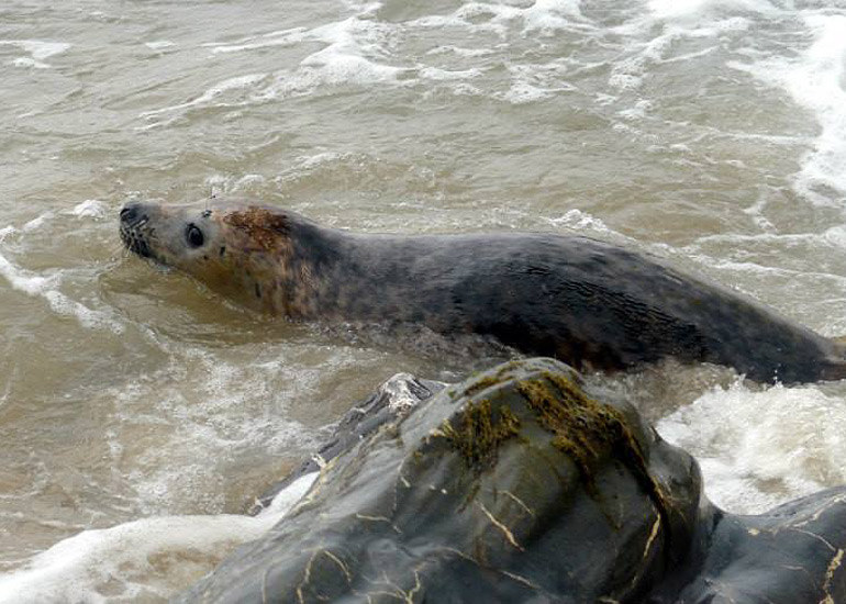 Seal Release - 18th June 2013