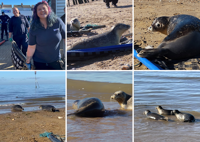 Seal Release - 19th October 2022