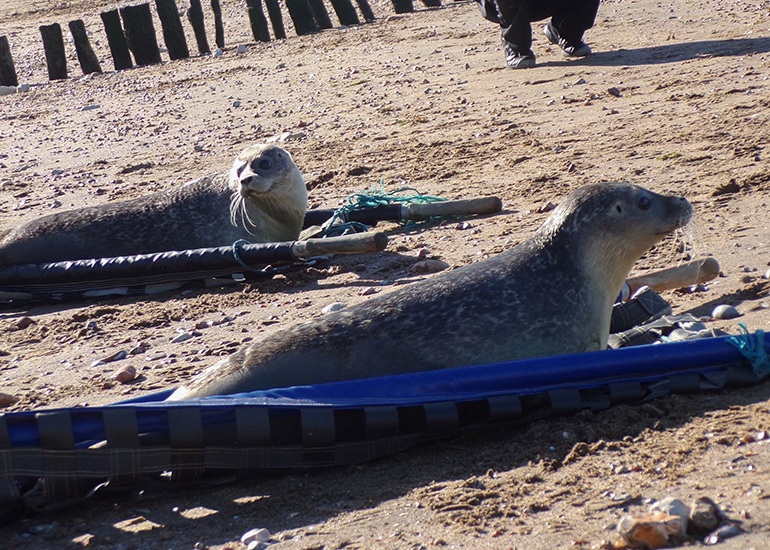 Seal Release - 19th October 2022