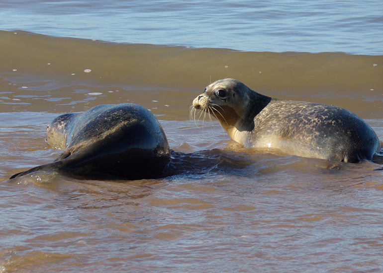 Seal Release - 19th October 2022