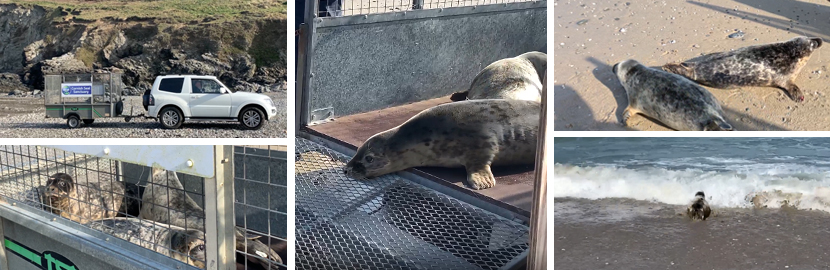 Seals released back into the wild on 21st March 2022