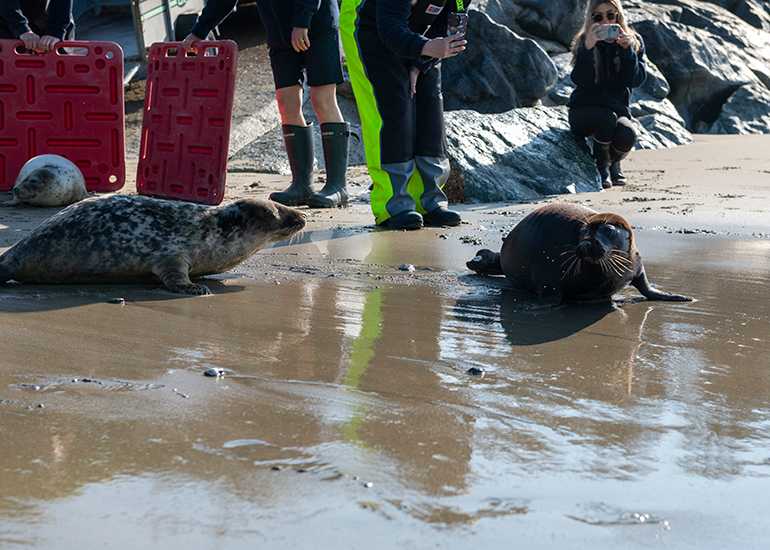 Seal Release - 21st April 2023 - Photo Credit - Chris Webber - Freelance Photos - BDMLR Medic