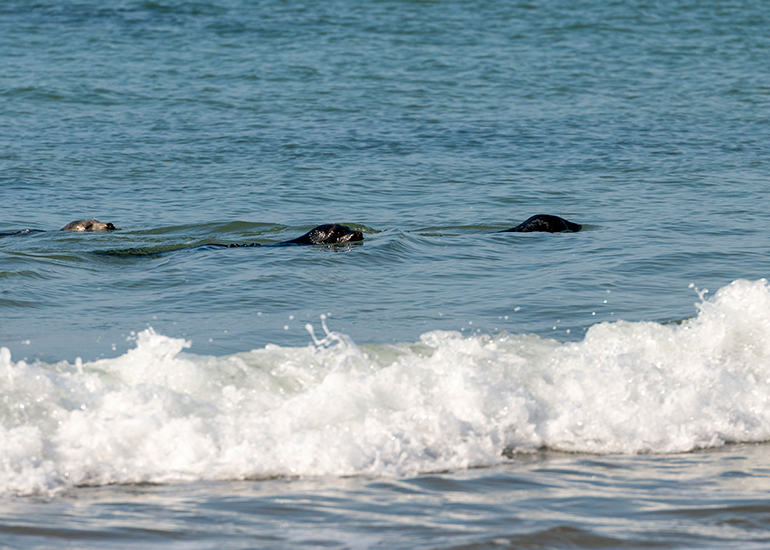 Seal Release - 21st April 2023 - Photo Credit - Chris Webber - Freelance Photos - BDMLR Medic