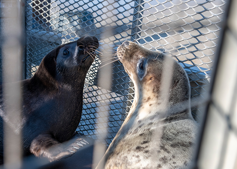 Seal Release - 21st April 2023 - Photo Credit - Chris Webber - Freelance Photos - BDMLR Medic