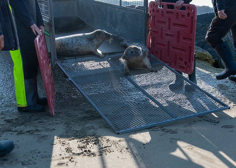 Seal Release - 21st April 2023 - Photo Credit - Chris Webber - Freelance Photos - BDMLR Medic