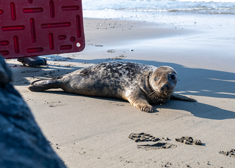 Seal Release - 21st April 2023 - Photo Credit - Chris Webber - Freelance Photos - BDMLR Medic