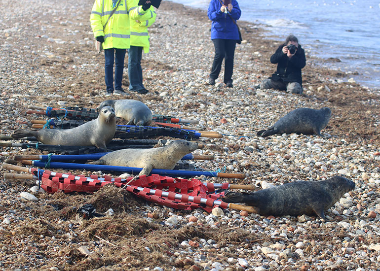 Seal Release - photo taken on 22nd March 2018