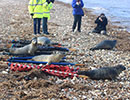 Seal Release - 22nd March 2018