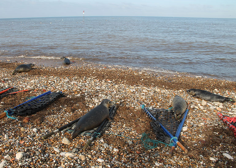 Seal Release - photo taken on 22nd March 2018