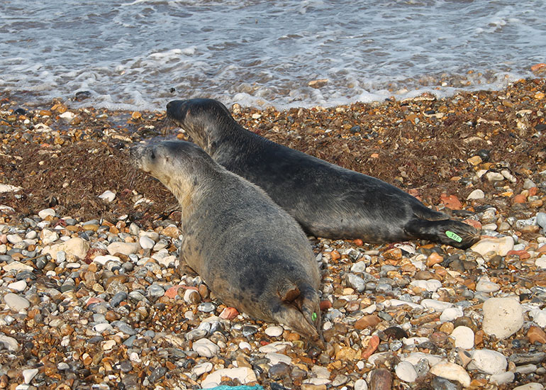 Seal Release - photo taken on 22nd March 2018