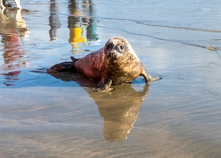 Seal Release - 23rd February 2023 - Photo Credit - Chris Webber - Freelance Photos - BDMLR Medic