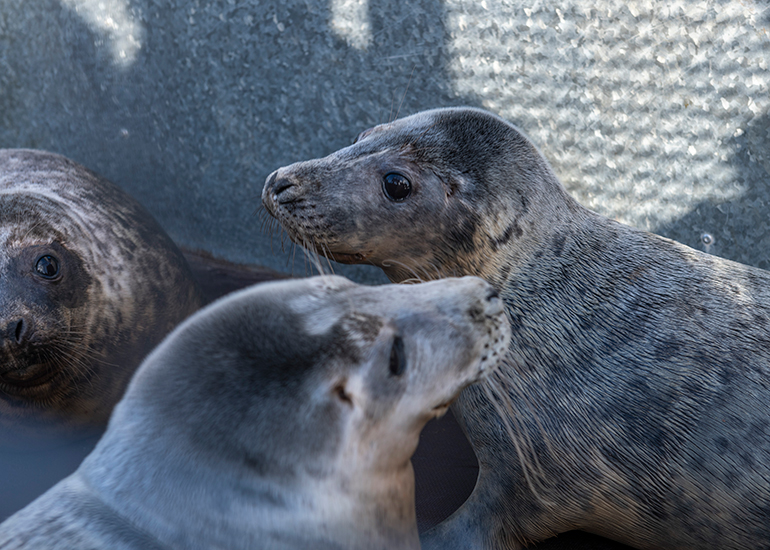 Seal Release - 23rd February 2023 - Photo Credit - Chris Webber - Freelance Photos - BDMLR Medic