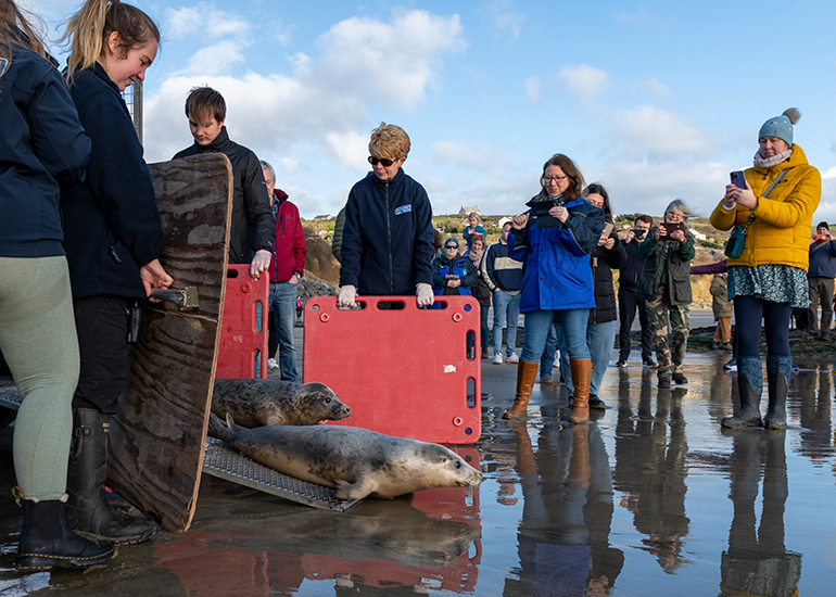 Seal Release - 23rd February 2023 - Photo Credit - Chris Webber - Freelance Photos - BDMLR Medic