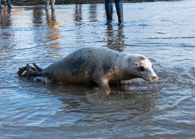 Seal Release - 23rd February 2023 - Photo Credit - Chris Webber - Freelance Photos - BDMLR Medic