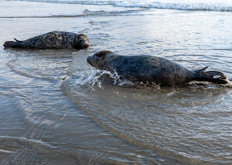 Seal Release - 23rd February 2023 - Photo Credit - Chris Webber - Freelance Photos - BDMLR Medic
