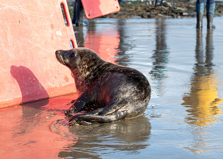Seal Release - 23rd February 2023 - Photo Credit - Chris Webber - Freelance Photos - BDMLR Medic