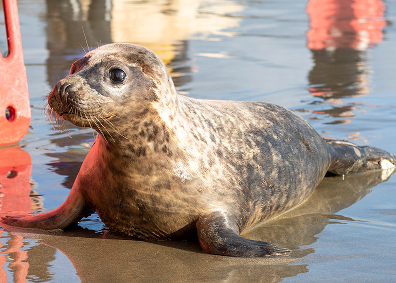 Seal Release - 23rd February 2023 - Photo Credit - Chris Webber - Freelance Photos - BDMLR Medic