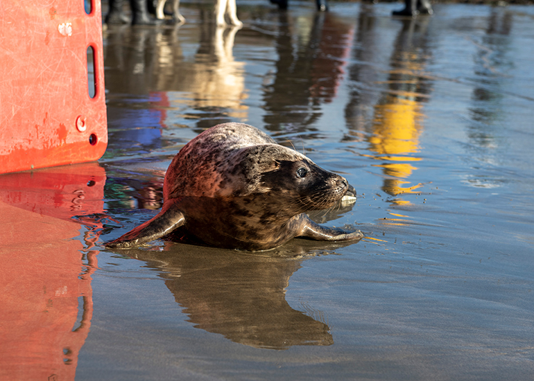 Seal Release - 23rd February 2023 - Photo Credit - Chris Webber - Freelance Photos - BDMLR Medic