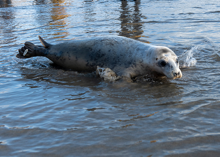 Seal Release - 23rd February 2023 - Photo Credit - Chris Webber - Freelance Photos - BDMLR Medic